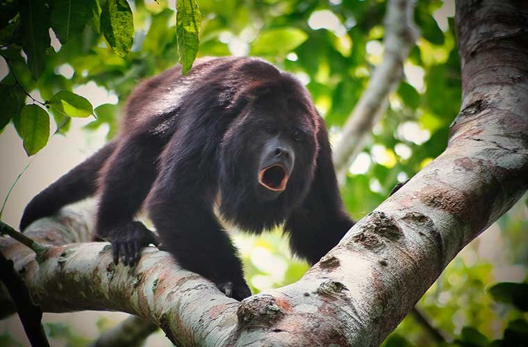 Howler-Monkey