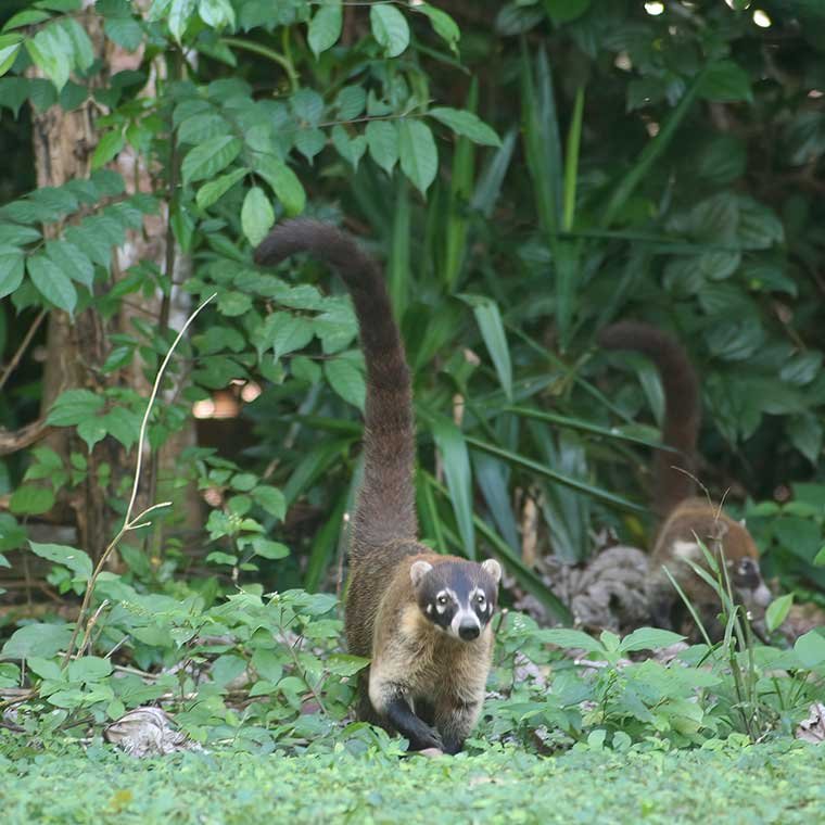 White-nosed Coati